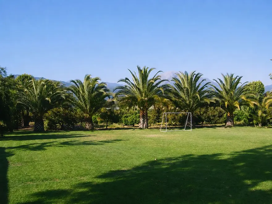Cancha de fútbol entre palmeras