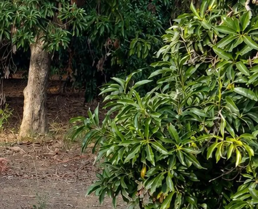 Huerto y árboles frutales del parque