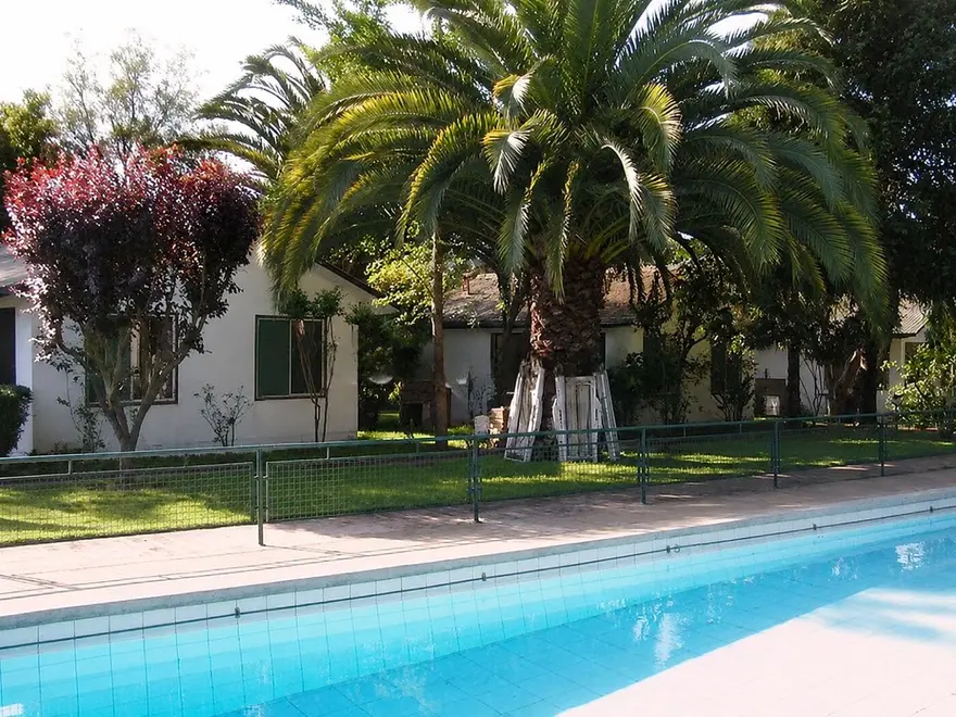 Piscina bajo grandes palmeras