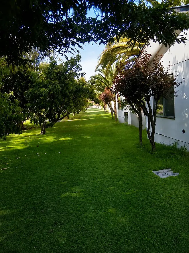 Camino de acceso entre árboles